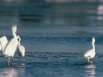 Dancing egrets