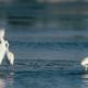 Dancing egrets