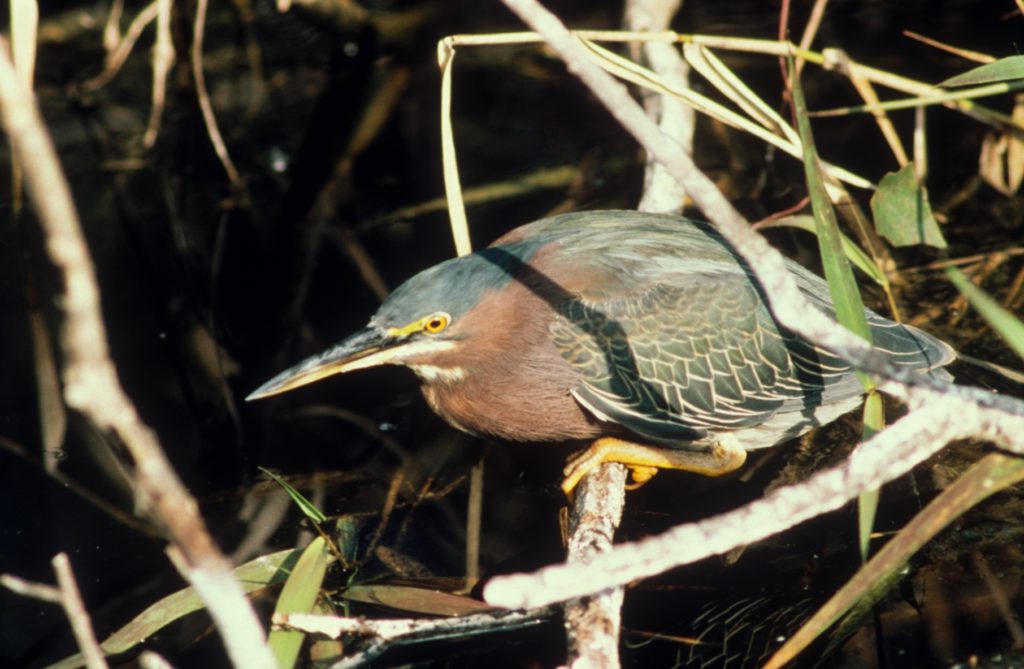 Green-backed heron