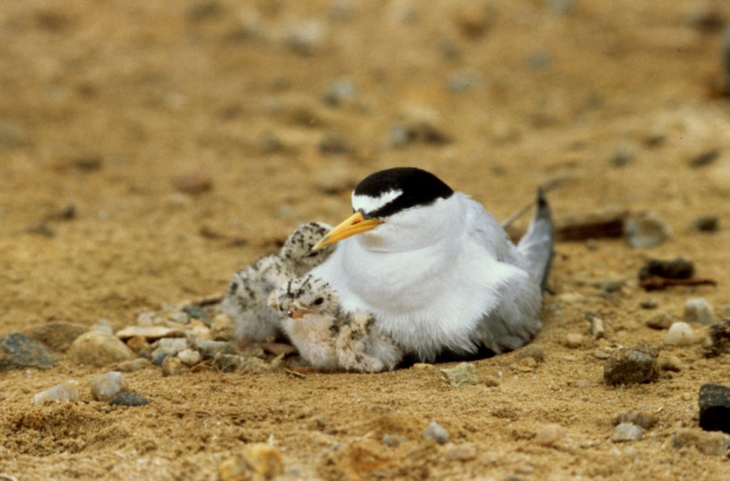 Least tern with chick