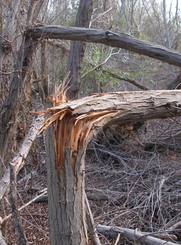 Undermined tree snaps in wind